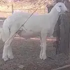 مشروع فحل حري صنف