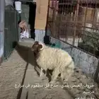 الموقع الاحساء العمران