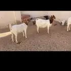 بورقوت اصل