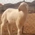 مشروع فحل صنف فاخر