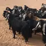 غنم ماعز للبيع بحائل