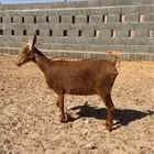 ماعز جنوبي ادهم حاصب