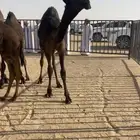 قعود طيب من سلاله عشيو للبيع