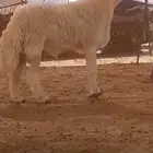 فحل حري صنف الصنف كايف