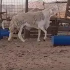 فحل حري صنف فاخر ومنتج