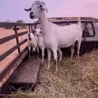 عنز للبيع