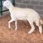 مشروع فحل حر ي صنف