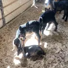 احدى عشر عليها احدى عشره