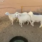 خرفان طيبه مغلقه شرط