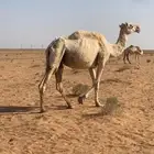 للبيع البل فيهن لقحه الوضحى تامات