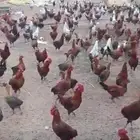 ديوك بلدي وفيومي