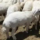 طليان حريه
