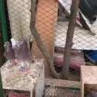 حمام زاجل