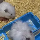 هامستر سوري وروسي للبيع