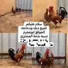 دجاجه وديك
