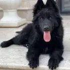 فندقه كلاب