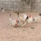 للبيع صيصان دجاج الي يبي اساس مشروع