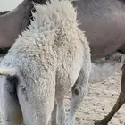 حشوان للبيع جمله او تفريد بلدي وعلى حليب اماتها وشي فاخر