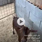 عنز جنوبي دفيع