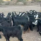 معزا ولد ودفيع كلها شبب