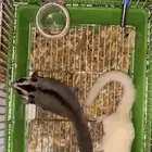 زوج السنجاب الطائر شوقر قلايدر