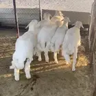 17 خروف