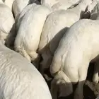 طليان حريه