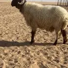 خروف نعيمي صنف