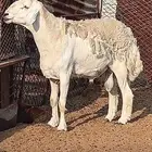 صنف حري جاهز للهداد غير مشروط