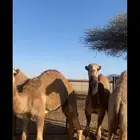 حشو