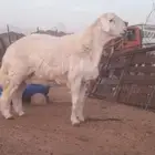 مشروع حري صنف