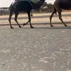 ناقه
