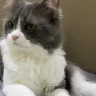 قط اليف ولعوب للبيع