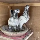 حمام بتيرا جوزين