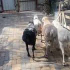 فحول بربر
