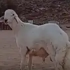 مشروع فحل حري صنف