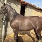 مهره من فواخر الشعبيات
