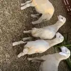 خرفان لباني سمينه