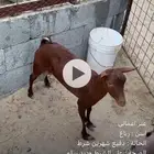 عنز عمانيه