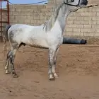اسطبل خيل