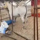 فرس شعبي صفراء مفلي لها اسبوع وميت مهرها وجاهزه للتشبيه