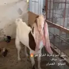 تيس فحل