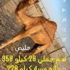 ذبح لحم جملي العشرين كبلو 950