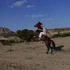 حصان كفوو