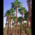 نخيل واشنطني زينه بسعار مناسبه