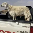 خروف حري