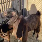 تيس فحل على الشرط