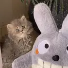 قطه بيرشن بيور