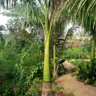 نخل ملوكي من افضل انواع انخل