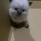 قط همالايا ذكر للبيع
